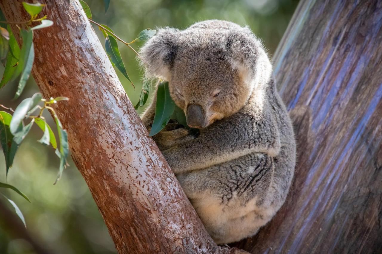 Hotel Port Stephens Koala Sanctuary One Mile Exterior foto