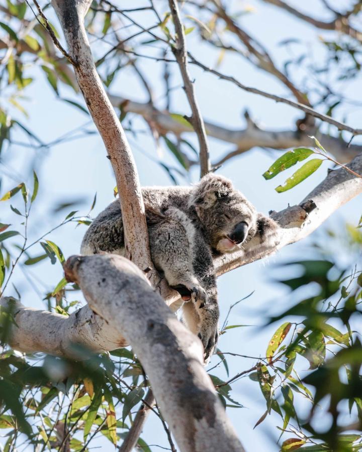 Hotel Port Stephens Koala Sanctuary One Mile Exterior foto