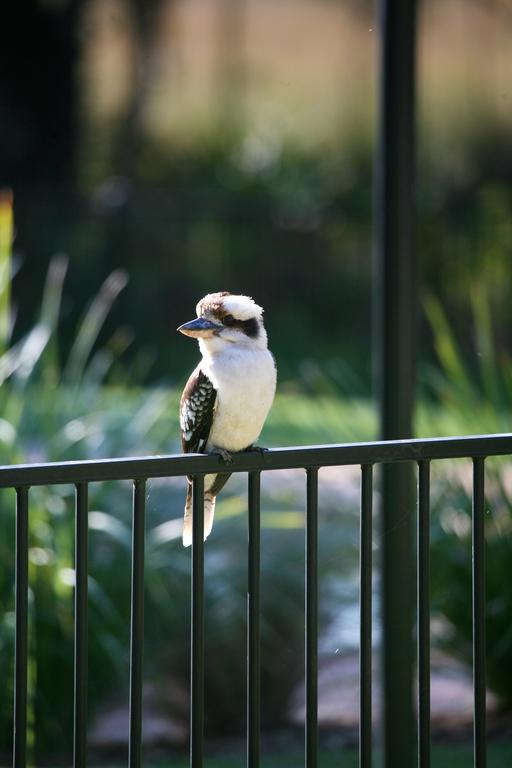 Hotel Port Stephens Koala Sanctuary One Mile Exterior foto